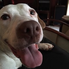 American Pit Bull Terrier-Labrador Retriever Mix Dogs for adoption in Peoria, AZ, USA