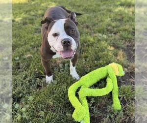 Bulldog-Unknown Mix Dogs for adoption in Modesto, CA, USA