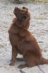 Small Boykin Spaniel-Labrador Retriever Mix