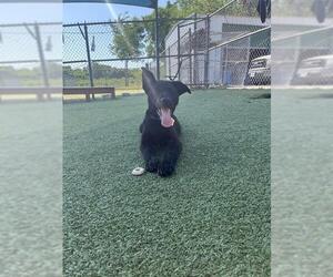 Labrador Retriever-Unknown Mix Dogs for adoption in Pasadena, TX, USA