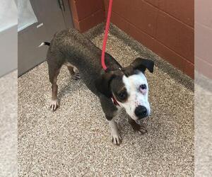 Mutt Dogs for adoption in Pueblo, CO, USA