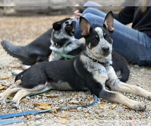 Mutt Dogs for adoption in Paso Robles, CA, USA