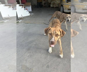 Mutt Dogs for adoption in Houston, TX, USA