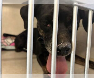 Pug Dogs for adoption in Ocala, FL, USA