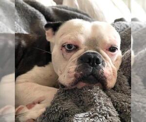Faux Frenchbo Bulldog Dogs for adoption in Lake Forest, CA, USA