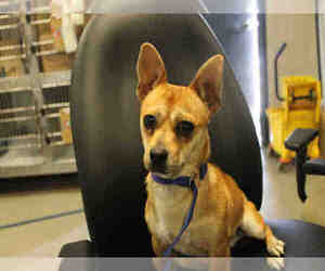 Medium Photo #1 Rat-Cha Puppy For Sale in Modesto, CA, USA