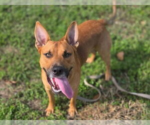 German Shepherd Dog-Unknown Mix Dogs for adoption in Ocala, FL, USA