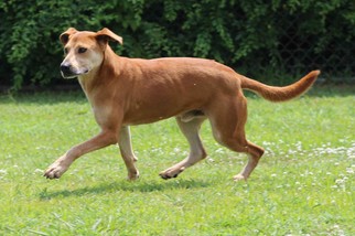 Mutt Dogs for adoption in Tunica, MS, USA