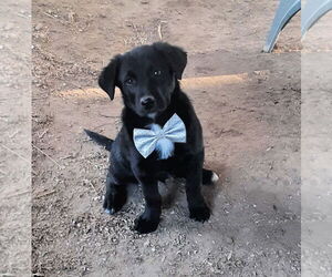 Border Collie-Unknown Mix Dogs for adoption in Mt. Laurel, NJ, USA