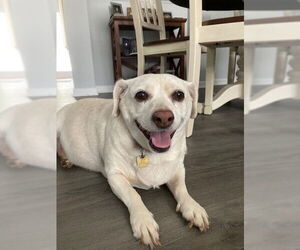 Jack Russell Terrier-Unknown Mix Dogs for adoption in Raleigh, NC, USA