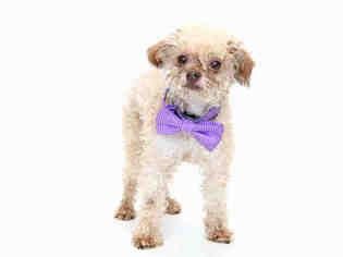 Poodle (Toy) Dogs for adoption in Orlando, FL, USA