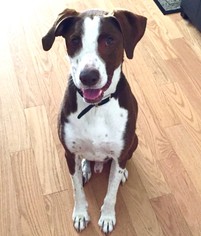 Lab-Pointer Dogs for adoption in Seattle, WA, USA