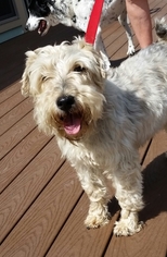 Lakeland Terrier-Unknown Mix Dogs for adoption in McKenna, WA, USA
