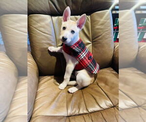 Siberian Husky Dogs for adoption in Winter, WI, USA