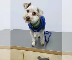 Maltese Dogs for adoption in Redondo Beach, CA, USA