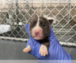 Mutt Dogs for adoption in HESPERIA, CA, USA