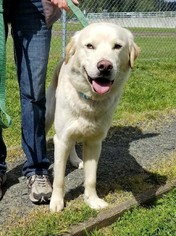 Golden Pyrenees Dogs for adoption in Reedsport, OR, USA