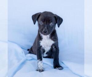 Chihuahua-Unknown Mix Dogs for adoption in San Diego, CA, USA