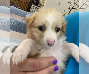 Mutt Dogs for adoption in Aurora, IN, USA