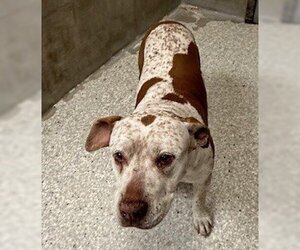 American Pit Bull Terrier-Australian Cattle Dog Mix Dogs for adoption in Lodi, CA, USA