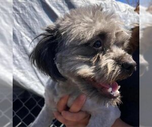 Shih Tzu Dogs for adoption in San Pablo, CA, USA