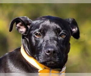 Labrador Retriever-Unknown Mix Dogs for adoption in Canton, CT, USA