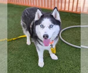 Siberian Husky-Unknown Mix Dogs for adoption in Las Vegas, NV, USA