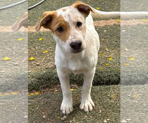 Australian Shepherd-Unknown Mix Dogs for adoption in Phoenix, AZ, USA