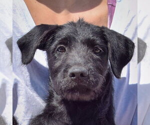 Irish Wolfhound-Unknown Mix Dogs for adoption in Huntley, IL, USA