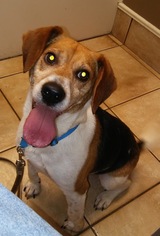 Beagle Dogs for adoption in Loganville, GA, USA