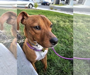 Chihuahua-Unknown Mix Dogs for adoption in Sandy, UT, USA