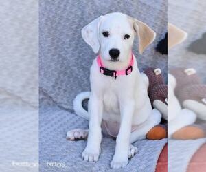 Labrador Retriever-Unknown Mix Dogs for adoption in Brewster, NY, USA