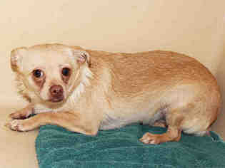 Chihuahua Dogs for adoption in Edmond, OK, USA
