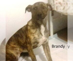 Catahoula Leopard Dog-Unknown Mix Dogs for adoption in Mexia, TX, USA