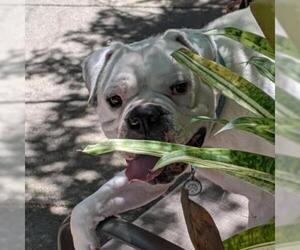 American Bulldog Dogs for adoption in San Pablo, CA, USA