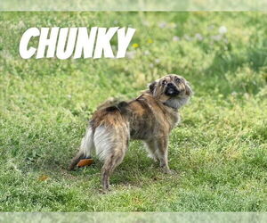 Puggle Dogs for adoption in Raleigh, NC, USA
