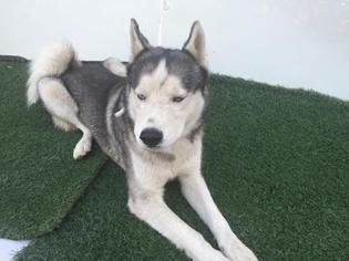 Siberian Husky-Unknown Mix Dogs for adoption in Visalia, CA, USA