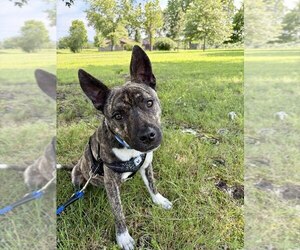 Mutt Dogs for adoption in Vail, AZ, USA
