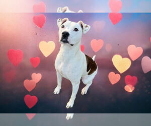 American Pit Bull Terrier-American Staffordshire Terrier Mix Dogs for adoption in Lexington, SC, USA