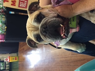 Bulldog Dogs for adoption in Fort Lauderdale, FL, USA