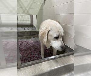 Labrador Retriever Dogs for adoption in Upland, CA, USA