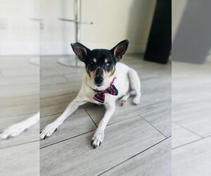 Rat Terrier Dogs for adoption in Plantation, FL, USA