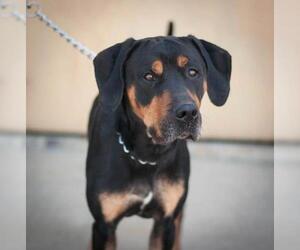 Black and Tan Coonhound Dogs for adoption in Cheyenne, WY, USA