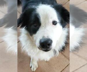 Border Collie Dogs for adoption in Cuba, NY, USA