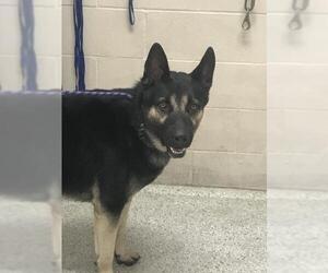 German Shepherd Dog-Unknown Mix Dogs for adoption in Conroe, TX, USA
