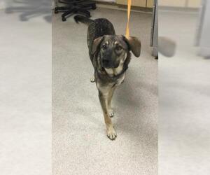 German Shepherd Dog Dogs for adoption in Riverside, CA, USA