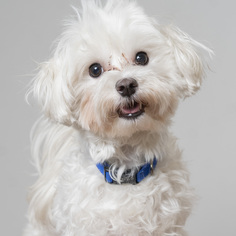 Medium Photo #1 Maltese Puppy For Sale in Eden Prairie, MN, USA