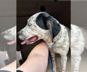 German Shorthaired Pointer-Unknown Mix Dogs for adoption in Oklahoma City, OK, USA