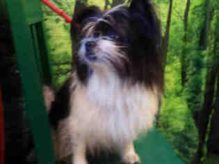 Papillon-Unknown Mix Dogs for adoption in Forestville, MD, USA