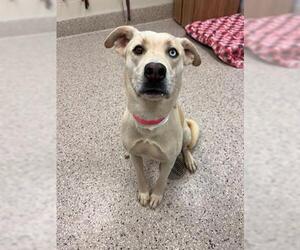 Labrador Retriever-Siberian Husky Mix Dogs for adoption in Brighton, CO, USA